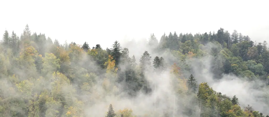 La Forêt-Noire en automne, entre l'aéroport de Karlsruhe/Baden-Baden et Rust