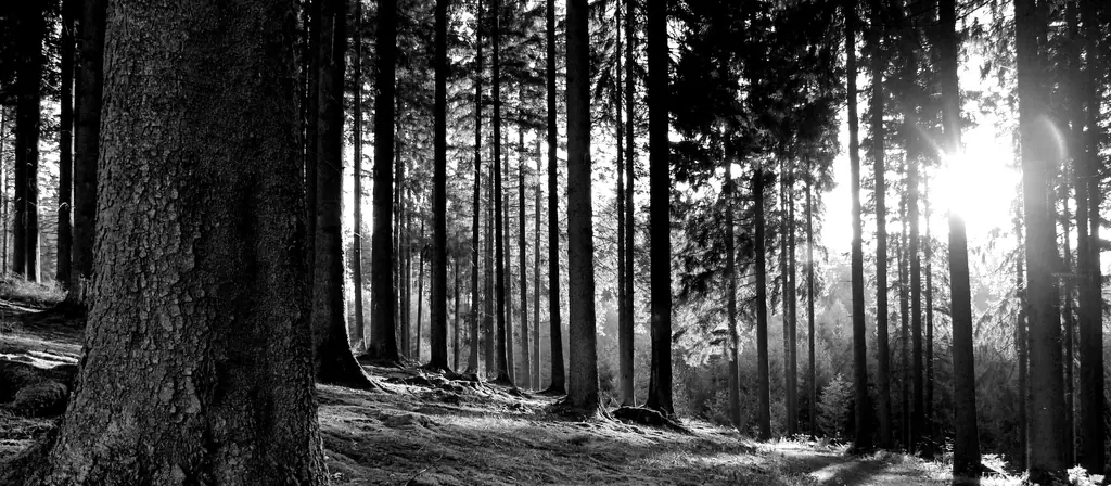Une route forestière traversant les bois près de Ringsheim