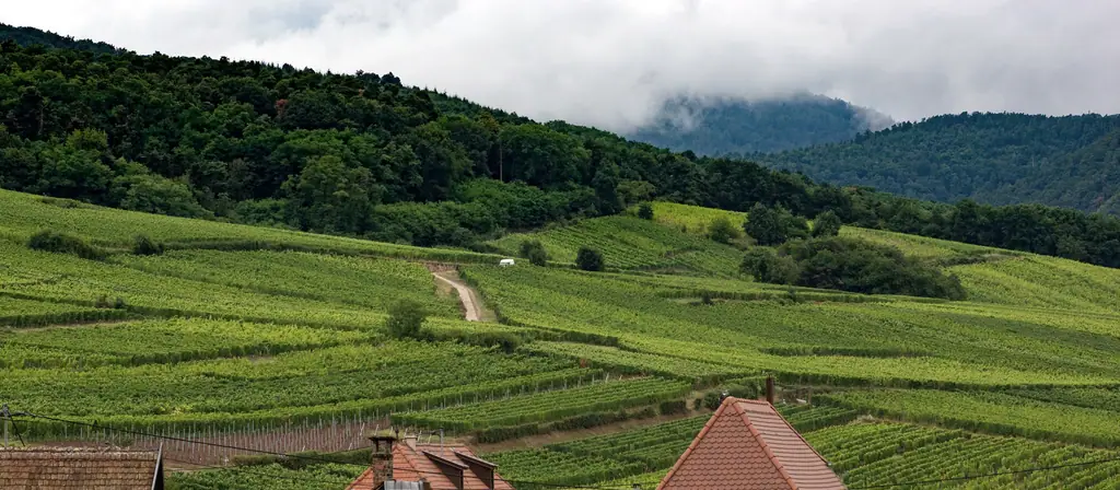 Les vignes de Dambach-la-Ville en automne